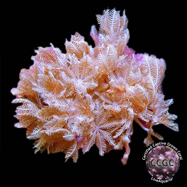 LiveAquaria® CCGC Aquacultured Red Sea Pom Pom Xenia Coral LiveAquaria® CCGC Aquacultured Red Sea Pom Pom Xenia Coral